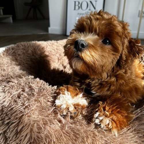 Teddy